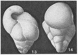 Image of Gravellina narivaensis Brönnimann 1953
