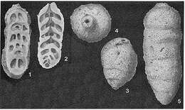 Image of Cubanina alavensis Palmer 1936