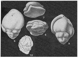 Image of Jarvisella karamatensis Brönnimann 1953