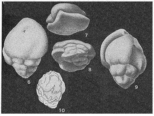 Image of Jarvisella karamatensis Brönnimann 1953
