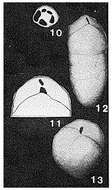 Image of Ruakituria pseudorobusta Kennett 1967