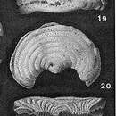 Image de Cuneolinella lewisi Cushman & Bermúdez 1941