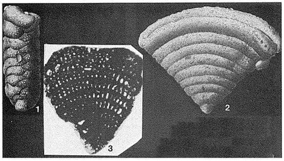 Cuneolina pavonia d'Orbigny 1846 resmi