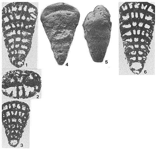 Image of Vercorsella arenata Arnaud-Vanneau 1980