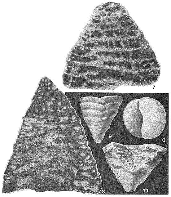 Слика од Pseudotextulariella cretosa (Cushman 1932)