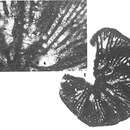 Image of Dictyopsella kiliani Munier-Chalmas ex Schlumberger 1900