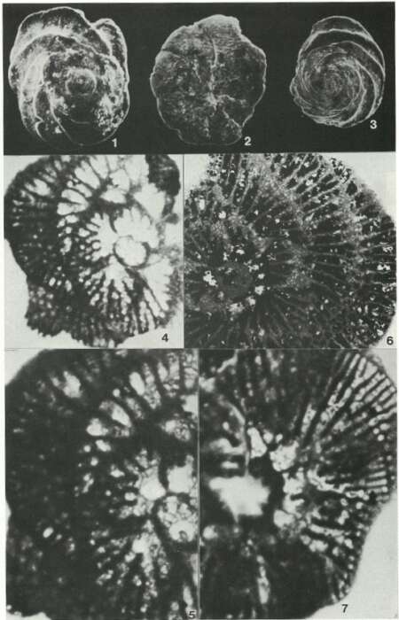 Слика од Dictyopselloides cuvillieri (Gendrot 1968)