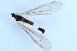 Image of Dicranota (Dicranota) bimaculata (Schummel 1829)