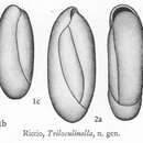 Triloculinella obliquinodus Riccio 1950 resmi