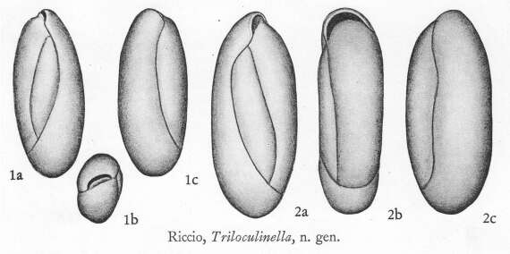 Imagem de Triloculinella Riccio 1950