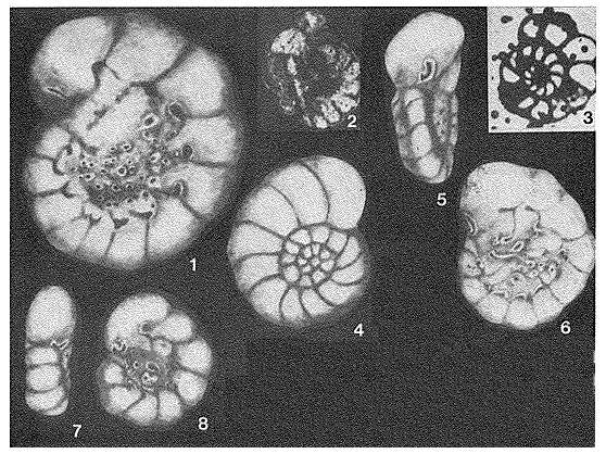 Слика од Dobrogelina discorbiformis Neagu 1979