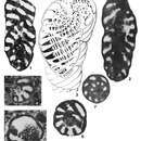 Image of Pseudopfenderina butterlini (Brun 1962)