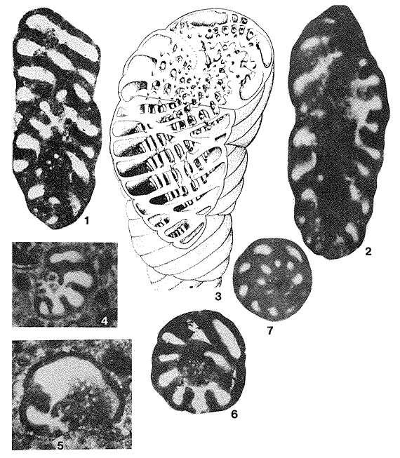 Image of Pseudopfenderina butterlini (Brun 1962)