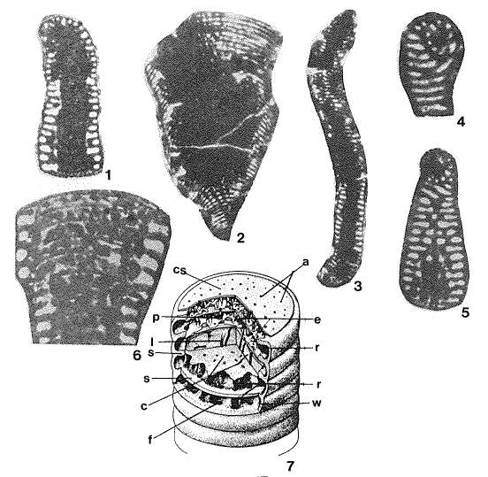 Слика од Satorina apuliensis Fourcade & Chorowicz 1980