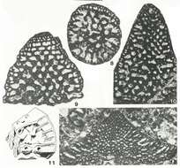 Image of Calveziconus lecalvezae Caus & Cornella 1982