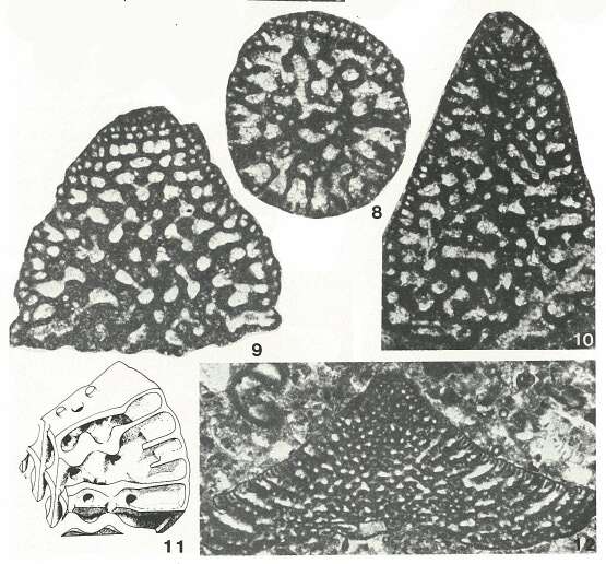 Image of Calveziconus lecalvezae Caus & Cornella 1982