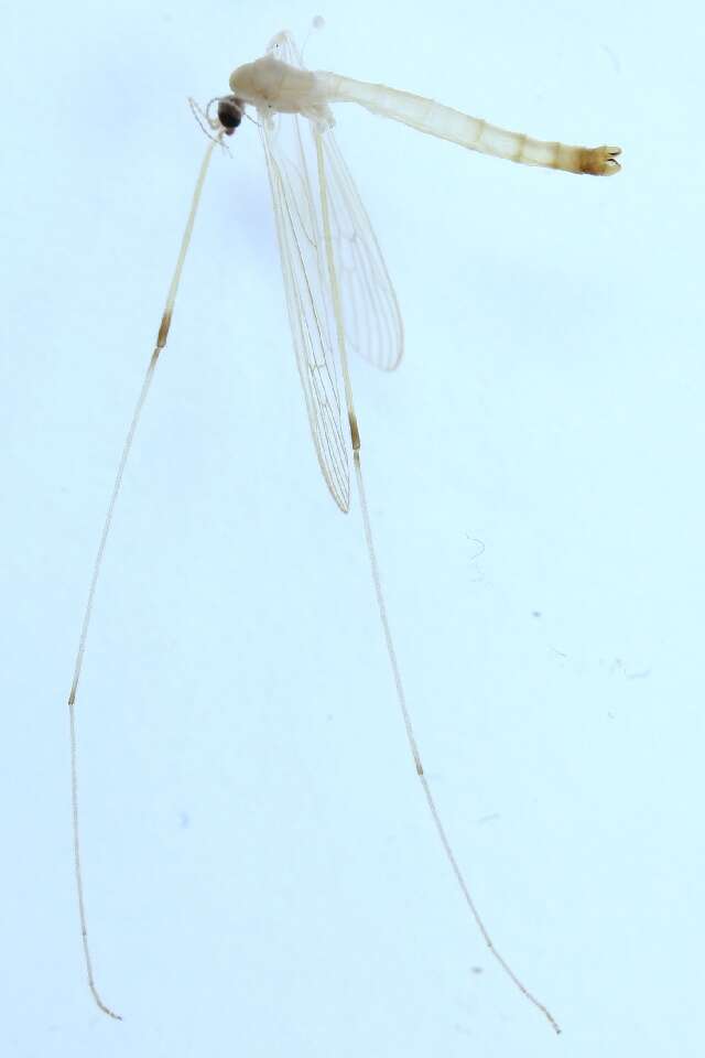 Image of Lipsothrix ecucullata Edwards 1938