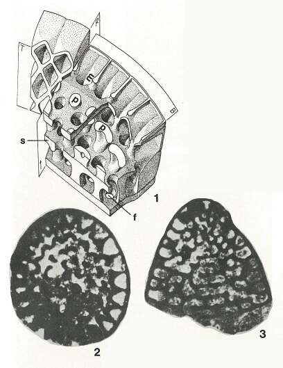 Image of Daviesiconus balsilliei (Davies 1930)