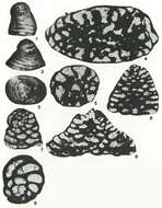 Image of Falsurgonina pileola Arnaud-Vanneau & Argot 1973