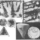 Image of Simplorbitolina manasi Ciry & Rat 1953