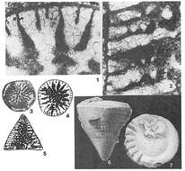 Image of Simplorbitolina manasi Ciry & Rat 1953