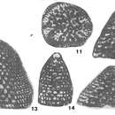 Image of Valdanchella miliani (Schroeder 1968)