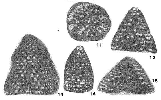 Image of Valdanchella miliani (Schroeder 1968)