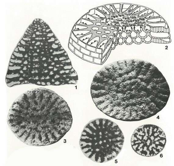 Image of Orbitolinopsis kiliani Henson 1948