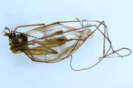 Image of Tipula (Vestiplex) montana Curtis 1834