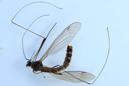 Image of Tipula (Yamatotipula) pruinosa Wiedemann 1817