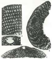 Image of Dictyorbitolina ichnusae Cherchi & Schroeder 1975