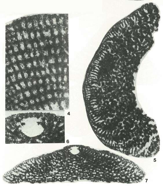 Image of Dictyorbitolina ichnusae Cherchi & Schroeder 1975