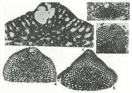 Слика од Eopalorbitolina charollaisi Schroeder 1968