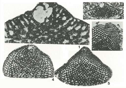 Image of Eopalorbitolina charollaisi Schroeder 1968