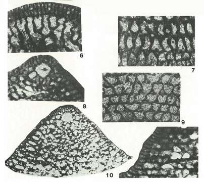 Image of Conicorbitolina conica (d'Archiac 1837)