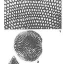 Image of Neorbitolinopsis conulus (Douvillé 1912)