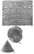 Image of Neorbitolinopsis conulus (Douvillé 1912)