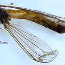 Image of Tipula (Lindnerina) subexcisa Lundstrom 1907