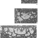 Palorbitolinoides Cherchi & Schroeder 1980的圖片