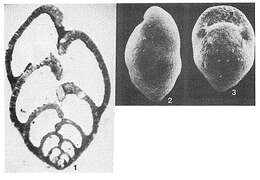 Image of Bannerella gibbosa (d'Orbigny 1826)