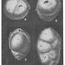 Imagem de Arenodosaria antipodum (Stache 1864)