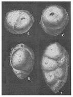 Image of Arenodosaria antipodum (Stache 1864)