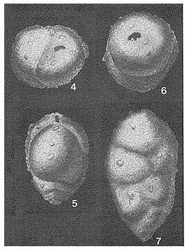 Image of Arenodosaria antipodum (Stache 1864)