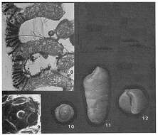 Image of Dorothia bulletta (Carsey 1926)