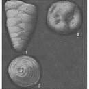 Image of Marssonella oxycona (Reuss 1860)
