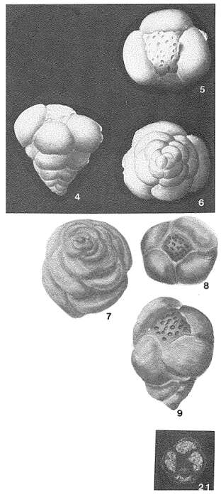 Image de Tetraminouxia gibbosa Gendrot 1963