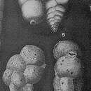 Image of Rudigaudryina inepta Cushman & McCulloch 1939