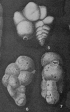 Image of Rudigaudryina inepta Cushman & McCulloch 1939