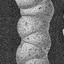 Image of Haeuslerella pukeuriensis Parr 1936