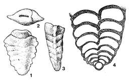 Imagem de Paravulvulina serrata (Reuss 1867)